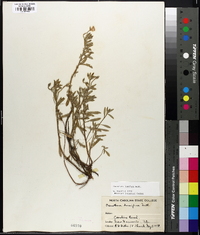 Oenothera humifusa image