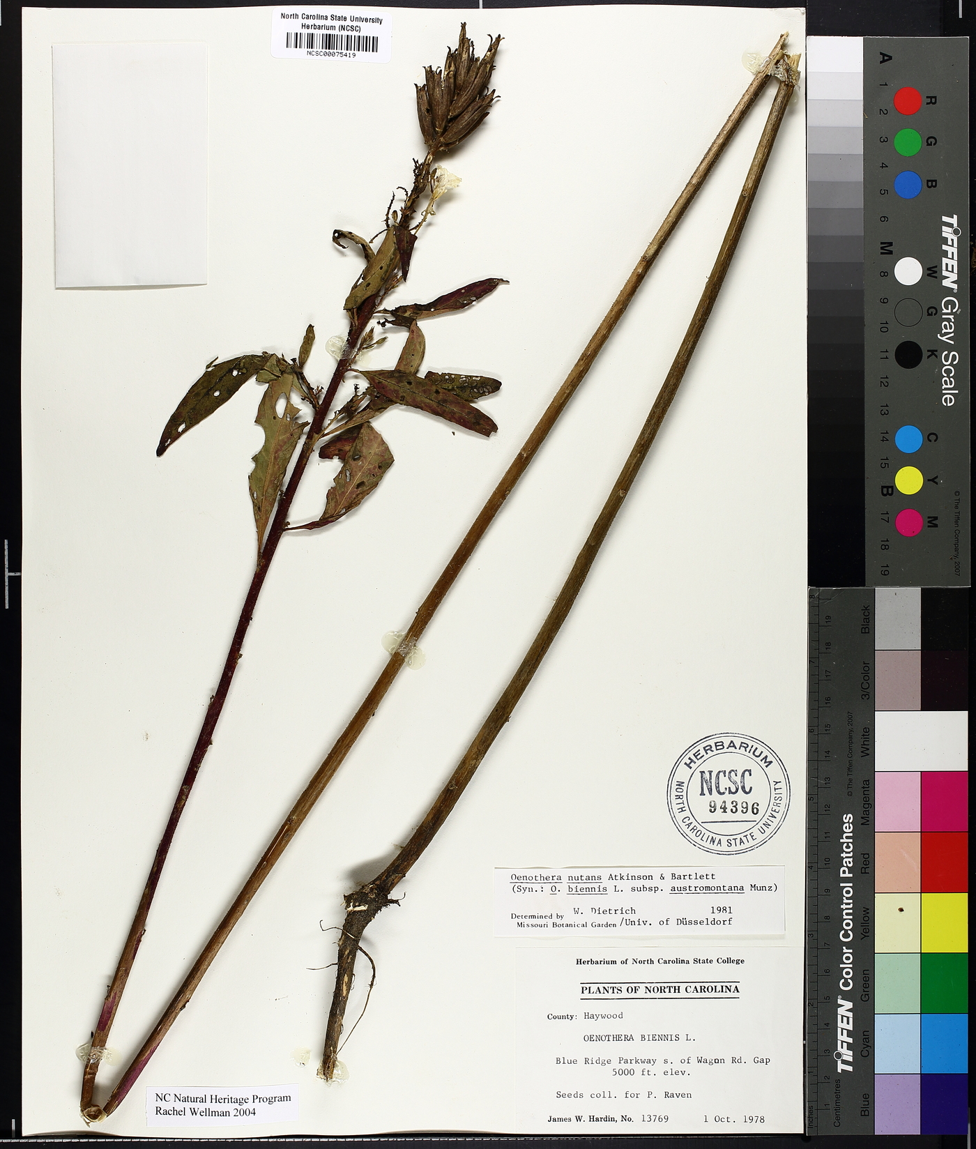 Oenothera nutans image