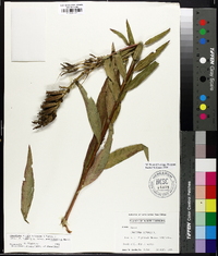 Oenothera nutans image