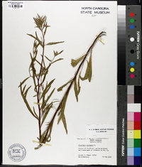 Oenothera perennis image