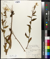 Oenothera tetragona image