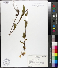 Oenothera tetragona image