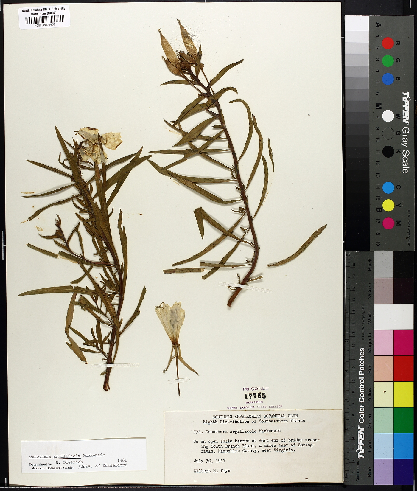 Oenothera argillicola image
