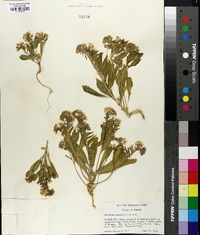 Eremothera boothii var. alyssoides image