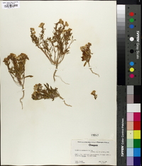 Eremothera boothii var. alyssoides image