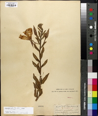 Oenothera elata image