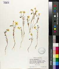 Oenothera graciliflora image