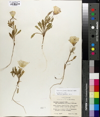 Oenothera grandis image