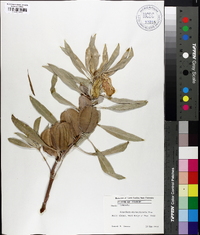 Oenothera macrocarpa image