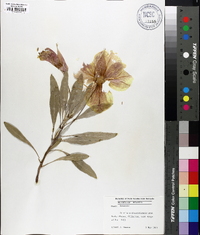 Oenothera macrocarpa image