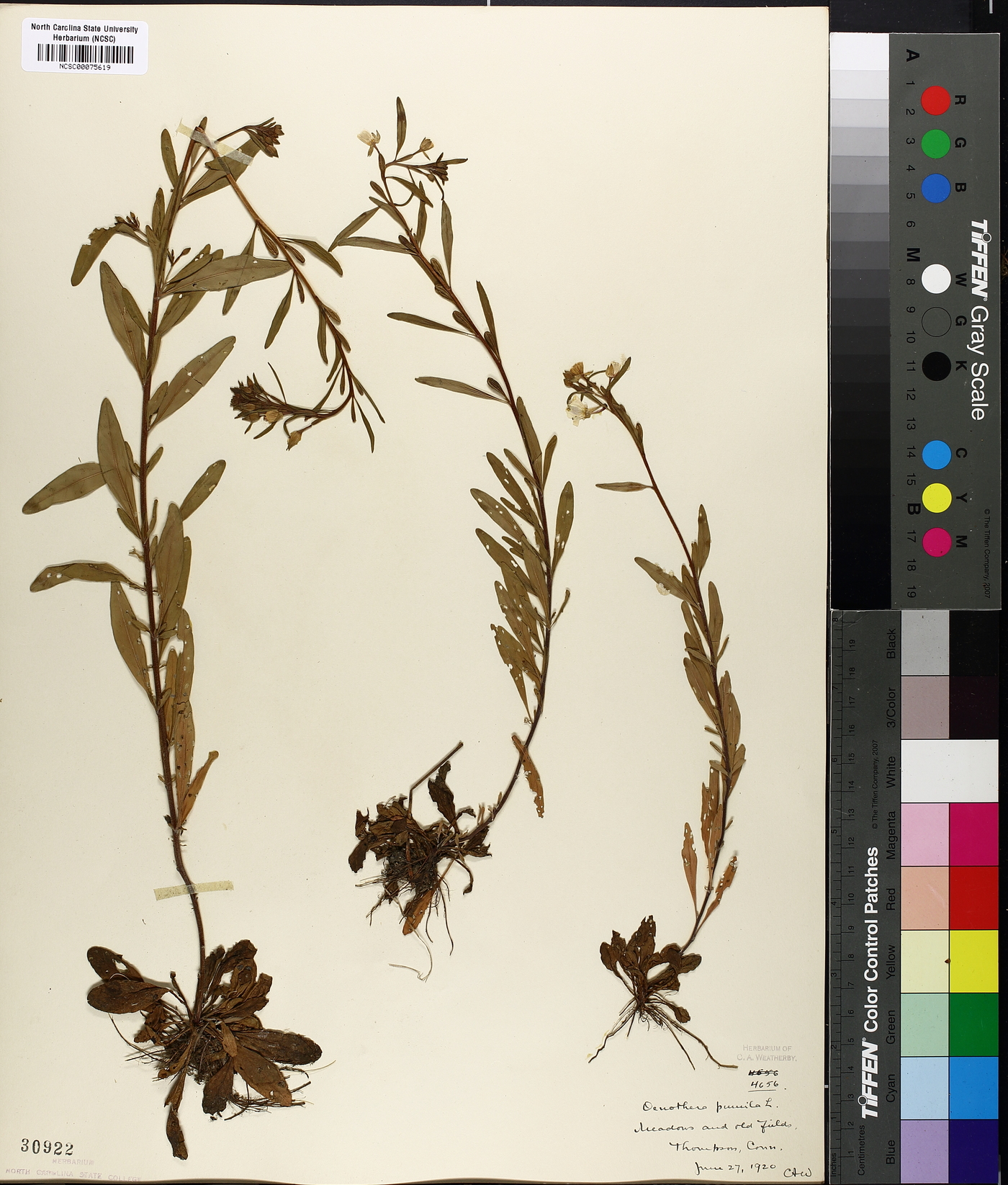 Oenothera pumila image