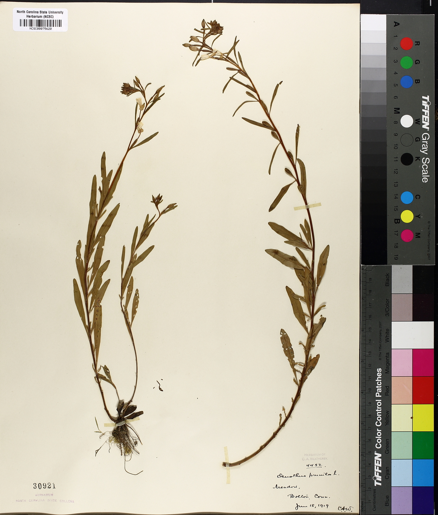 Oenothera pumila image