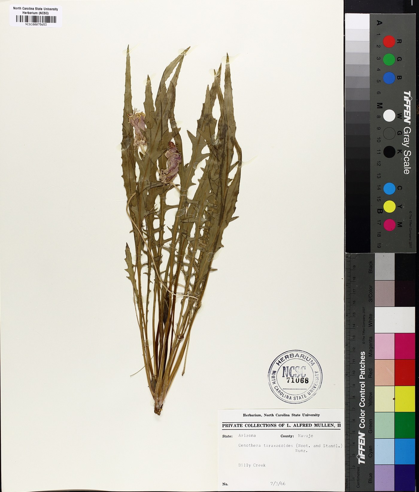 Oenothera flava subsp. taraxacoides image