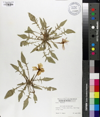 Oenothera triloba image