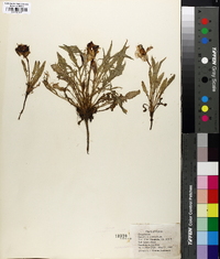 Oenothera triloba image