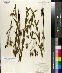 Rhexia alifanus image
