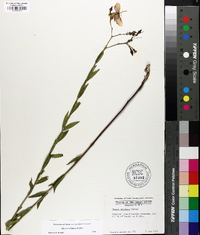 Rhexia alifanus image