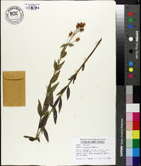 Rhexia alifanus image