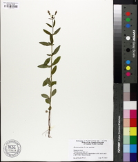 Rhexia mariana var. mariana image