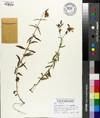 Rhexia mariana var. mariana image