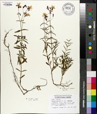 Rhexia mariana var. mariana image