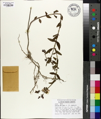 Rhexia mariana var. mariana image