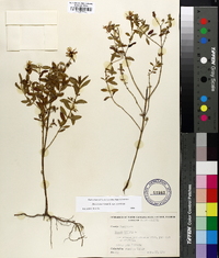 Rhexia mariana var. mariana image