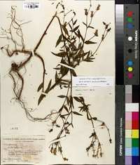 Rhexia mariana var. purpurea image