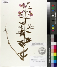 Rhexia mariana var. purpurea image