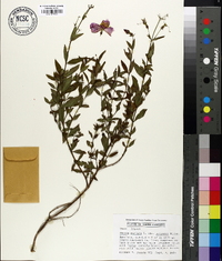 Rhexia mariana var. purpurea image