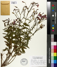 Rhexia mariana var. purpurea image