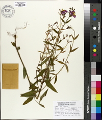 Rhexia mariana var. purpurea image