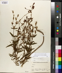 Rhexia mariana var. purpurea image