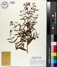 Rhexia mariana var. purpurea image