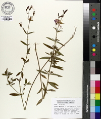 Rhexia mariana var. purpurea image