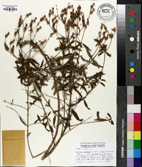 Rhexia mariana var. purpurea image