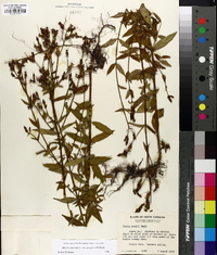 Rhexia mariana var. purpurea image