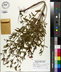 Rhexia mariana var. purpurea image