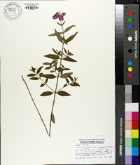 Rhexia mariana var. purpurea image