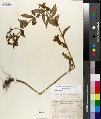 Rhexia virginica image