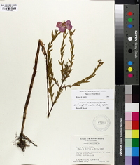 Rhexia aristosa image