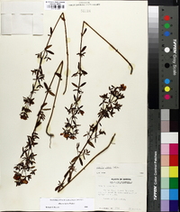 Rhexia lutea image