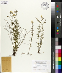 Rhexia mariana var. mariana image