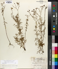 Rhexia mariana var. mariana image