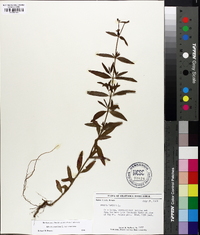Rhexia mariana var. mariana image