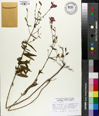 Rhexia mariana var. purpurea image