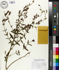 Rhexia mariana var. purpurea image