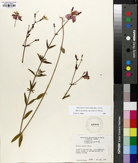 Rhexia mariana var. purpurea image