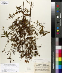 Rhexia mariana var. purpurea image