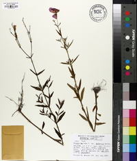 Rhexia mariana var. purpurea image